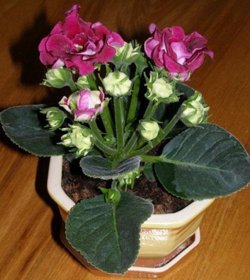 bouquet bloom of gloxinia