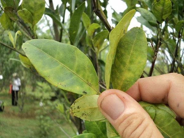 systemiska insekticider för fruktträd