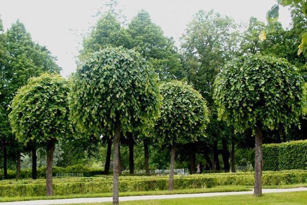 עץ טיליה בפארק