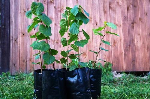 how to propagate linden by cuttings