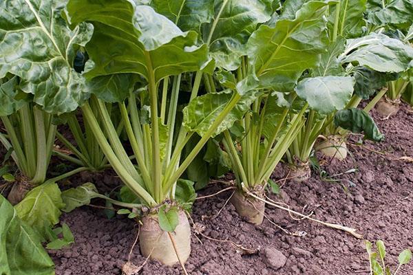 kako uzgajati šećernu repu