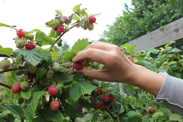 picking raspberries for liqueur