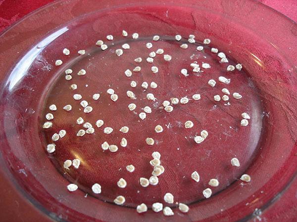 preparation of seeds for sowing