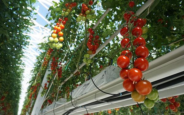 Η μέθοδος καλλιέργειας ντομάτας του Terekhin