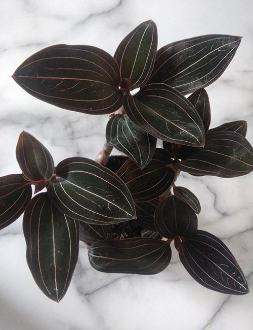 striped ludisia orchid leaves