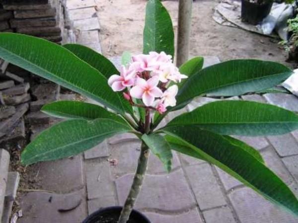 plumeria from seeds at home