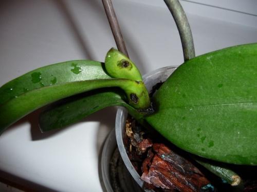 петна от орхидеи