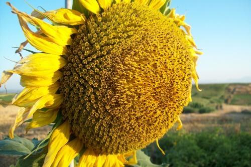 sunflower buzuluk