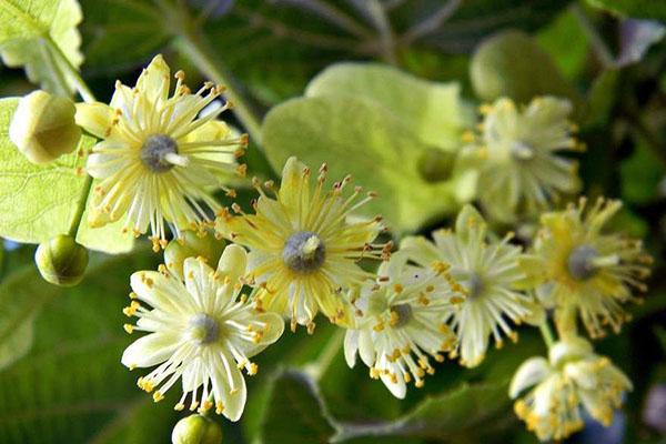 flores de tília medicinais