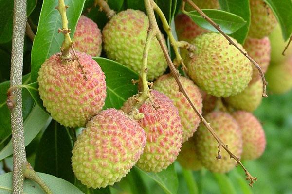 lychee fruits ripen