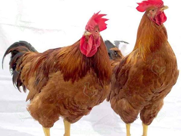 élevage de poulets roux