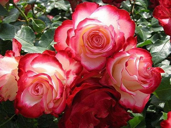 růže dvojnásobná rozkoš