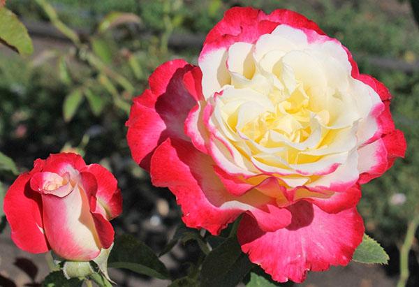 hybridní čajová růže Double Delight