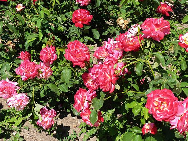 péče o růži na zahradě