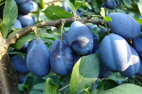 ripe plum fruits Hungarian