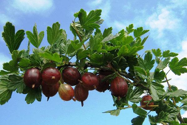 coltivazione di varietà di uva spina Kolobok
