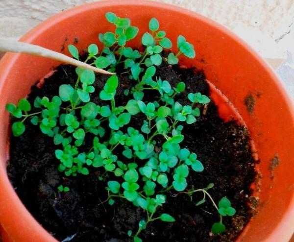 lumalagong mga seedling ng thyme