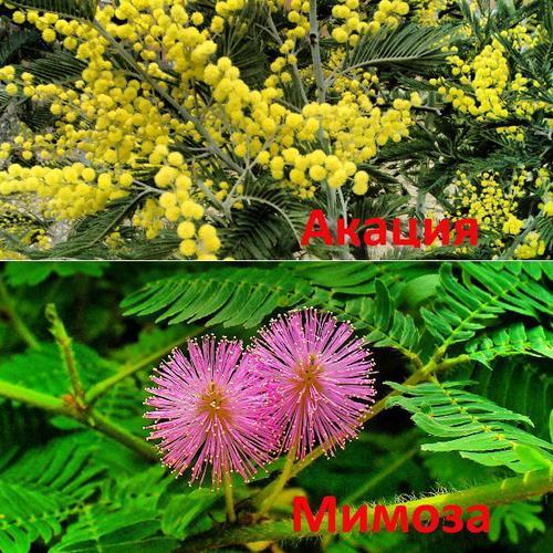 koks skirtumas tarp mimozos ir sidabro akacijos