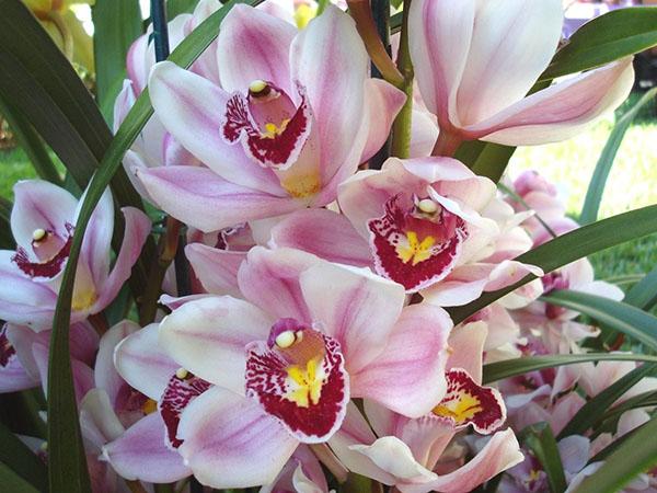 květy orchidejí