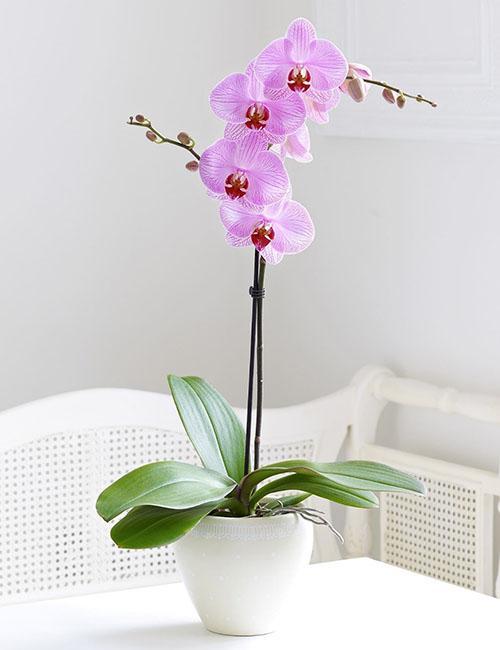 druhy orchidejí
