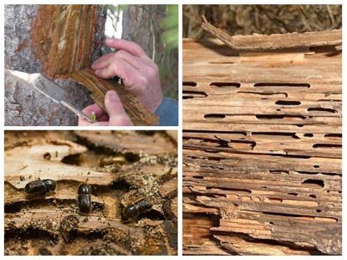 how to deal with bark beetle in trees