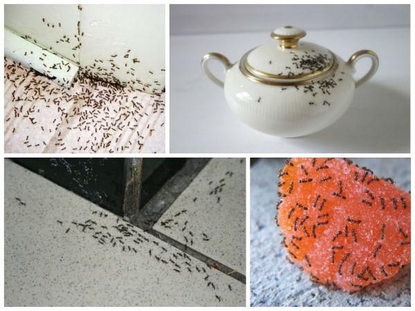 كيف تتخلص من النمل في المنزل