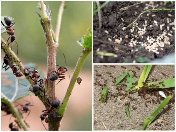 كيفية التخلص من نمل الحديقة