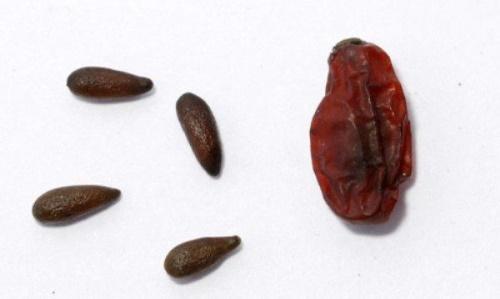 semená čučoriedok