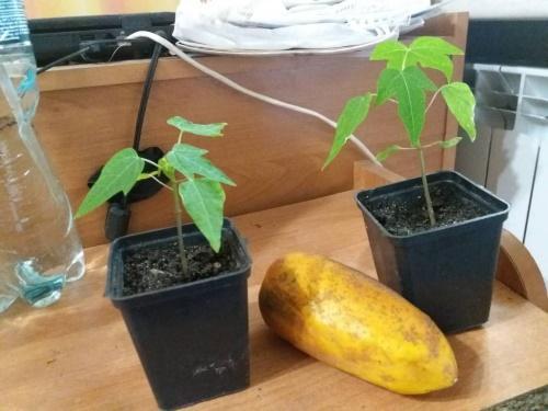 ako pestovať papáju zo semena