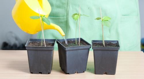 papaya seedlings care