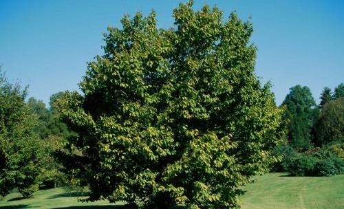 adult chestnut