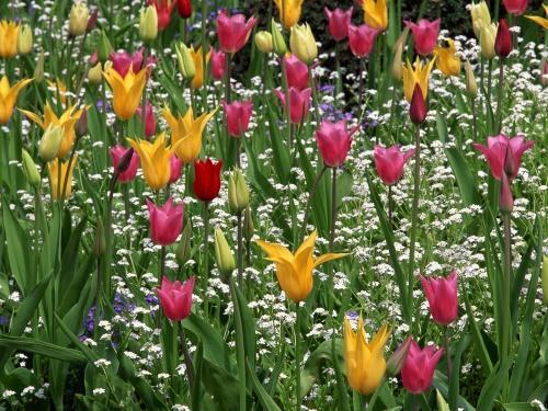 tulipány ľalia