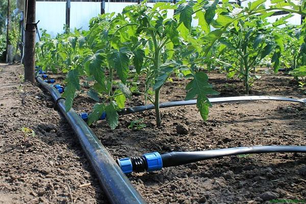 irrigação por gotejamento de plantas