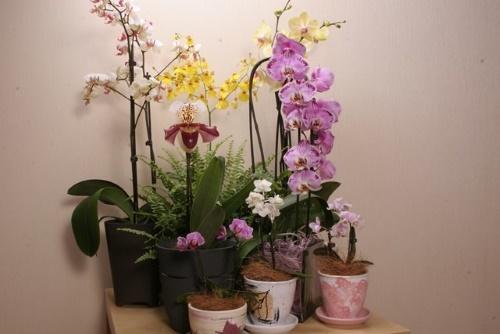 är det möjligt att plantera en orkidé i en ogenomskinlig kruka