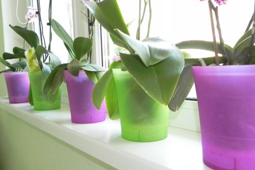 vase de orhidee din plastic