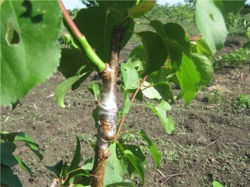 which tree can be grafted apricot