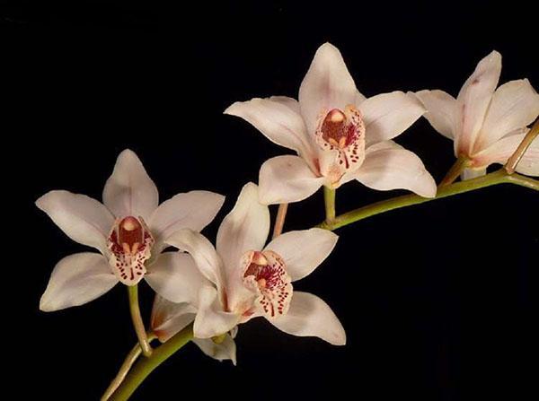 Cymbidium orchidej nápadný
