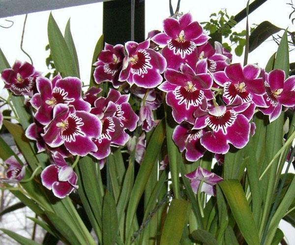 miltonia orchidej