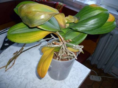 por que as folhas da phalaenopsis ficam amarelas