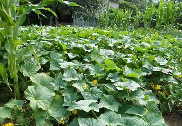 thickened planting of cucumbers