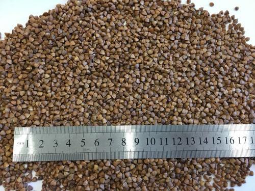 what is the largest variety of buckwheat