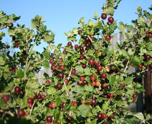 gooseberry bush