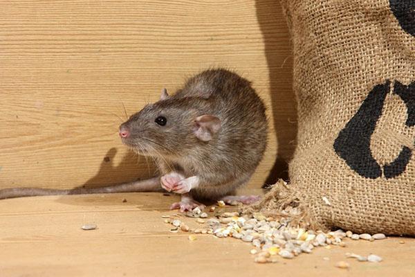środki zaradcze dla myszy w kraju