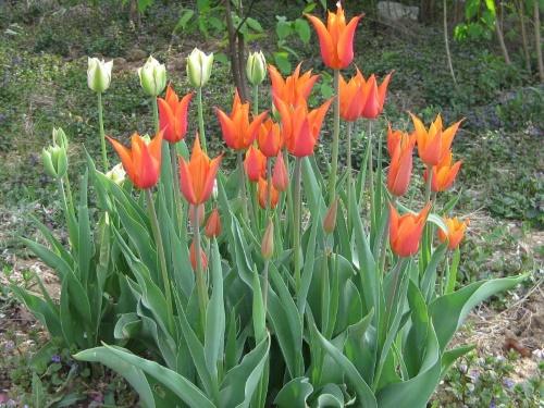 kvetinový záhon s tulipánmi