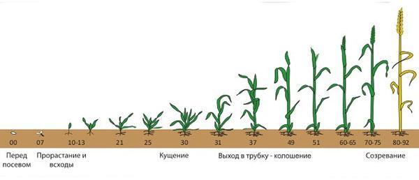 vegetative period in plants