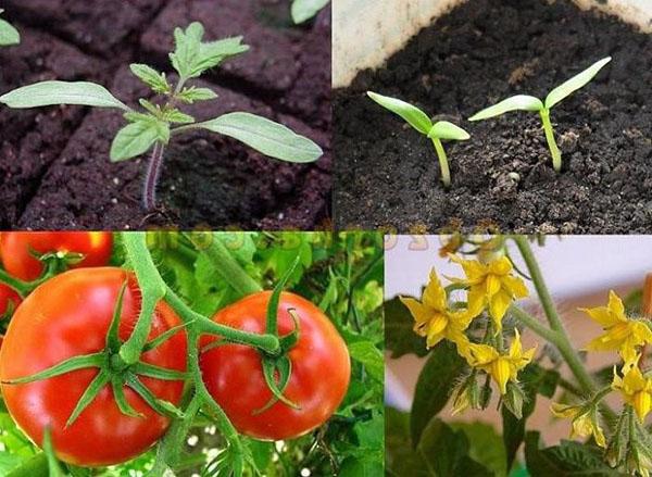 Vegetationsperiode in Tomaten
