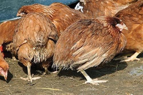 Kokzidiose bei Hühnern