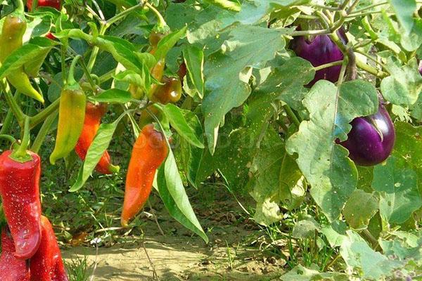 schade aan aubergines en paprika's