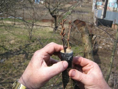 grafting time of stone fruits in spring