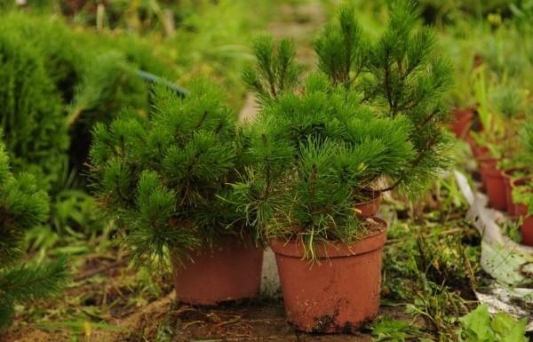 lumalagong pine pine sa bundok